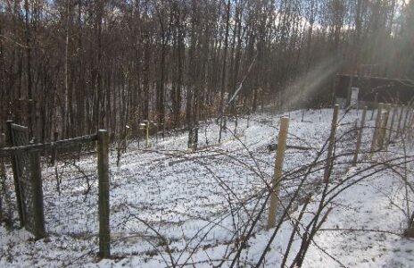 Seed Selection for the Homestead Garden Image